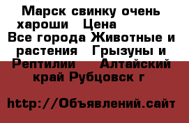 Марск свинку очень хароши › Цена ­ 2 000 - Все города Животные и растения » Грызуны и Рептилии   . Алтайский край,Рубцовск г.